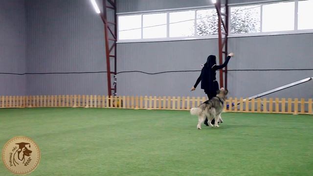 Танцы с собаками. Движение рядом под музыку. Ильина Полина и аляскинский маламут Биткоин. смотреть онлайн