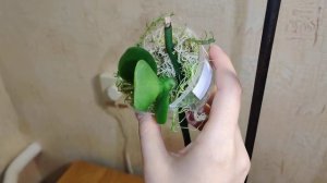 Стимулирование корней у детки на орхидеи. Это ПРОСТО