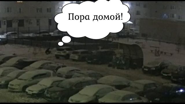 Как вырубили во дворе многоквартирного дома ёлку смотреть онлайн