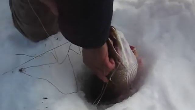 ЩУКА ЗАСТРЯЛА В ЛУНКЕ ЗИМНЯЯ РЫБАЛКА 2017 2018 КАК ПОЙМАТЬ БОЛЬШУЮ ЩУКУ НА ЖЕРЛИЦЫ зимой со льда ры смотреть онлайн