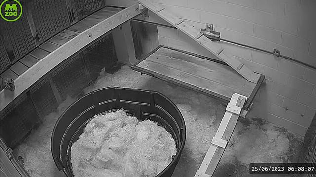 Пришлось тигренку падать вниз#Memphis Zoo смотреть онлайн