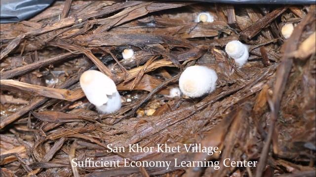 mushroom timelapse смотреть онлайн