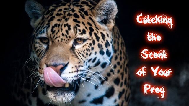 Royalty Free Background Music #36-A (Catching the Scent of Your Prey) Suspense/Percussion смотреть онлайн