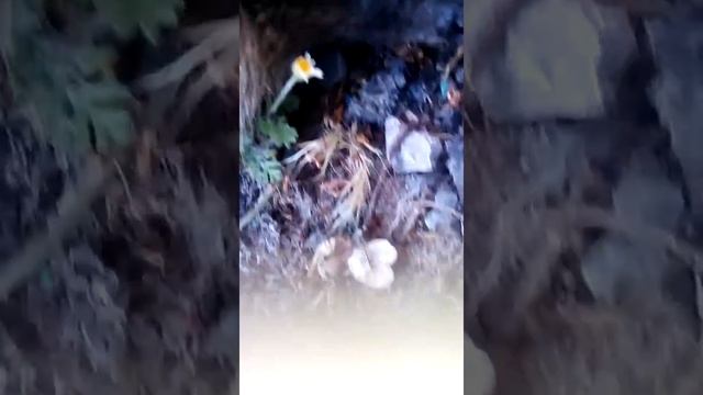 Ёжик в сталице!?? смотреть онлайн