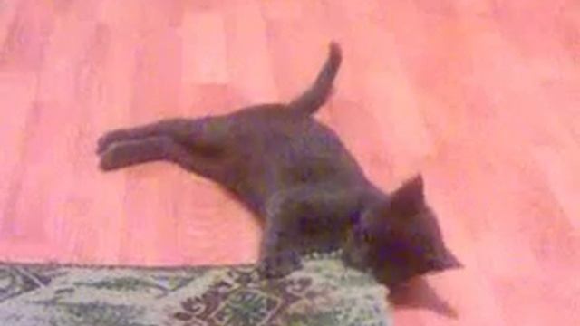 КОТЯТА СРАЖАЮТСЯ ЗА КУСОК КОВРОВОЙ ДОРОЖКИ смотреть онлайн
