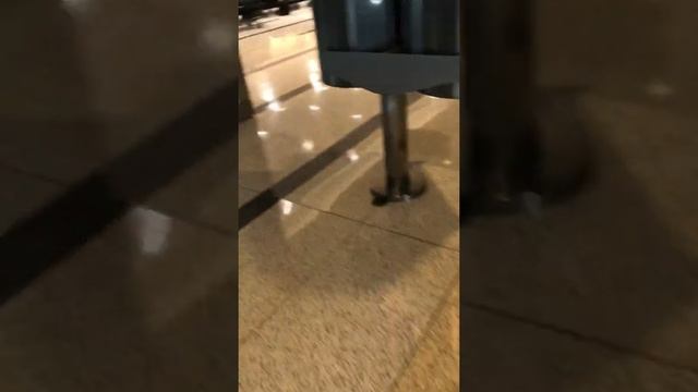 New Years edition of the international arrivals at Terminal E смотреть онлайн