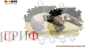 Учимся читать. Проверяем знания. Звуки животных (5)