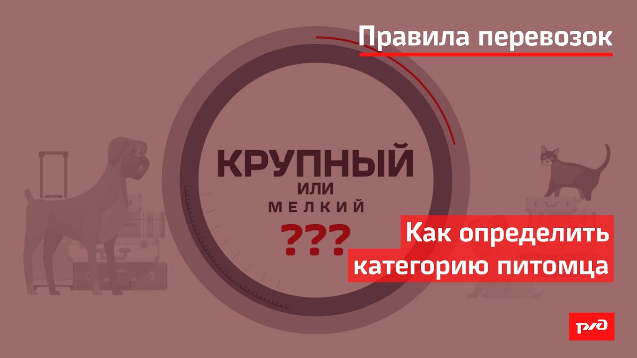 Как определить категорию питомца смотреть онлайн