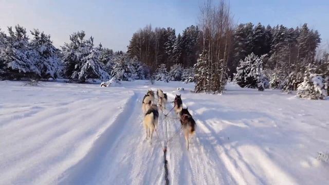 Упряжка хаски