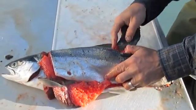 How to Fillet a Sockeye Salmon Using Rocks Stone cutting tools Alaska KENAI RIVER knife смотреть онлайн