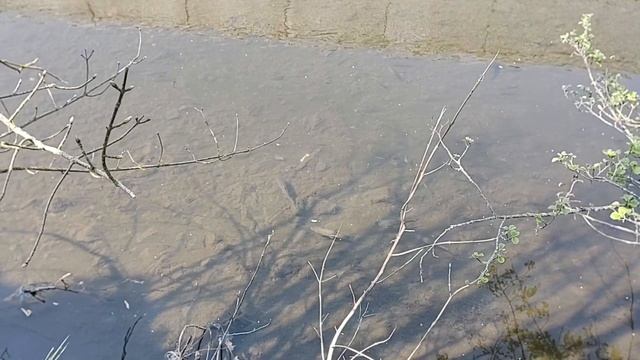 Рыба! Хоть сачком лови! смотреть онлайн