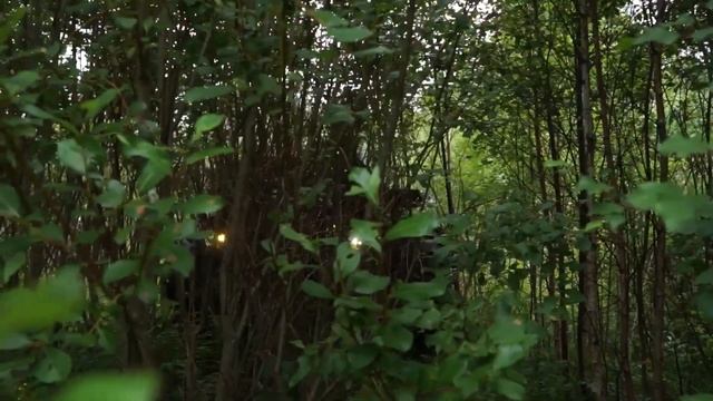 Снегоболотоход KRAMBL (вездеход амфибия). Проход по сплошным зарослям. смотреть онлайн