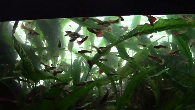 Про свет и герметик для аквариума смотреть онлайн