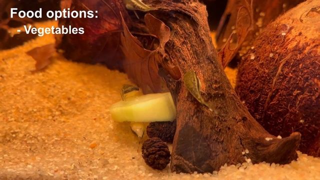 Full Otocinclus Catfish Care Guide! Why Otos Die? What Otos Eat?