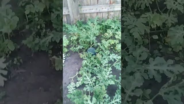 ВЫ БУДЕТЕ УДИВЛЕНЫ, НО В СИБИРИ ХОРОШО РАСТУТ ВКУСНЫЕ АРБУЗЫ И ДЫНИ! 👍👍👍