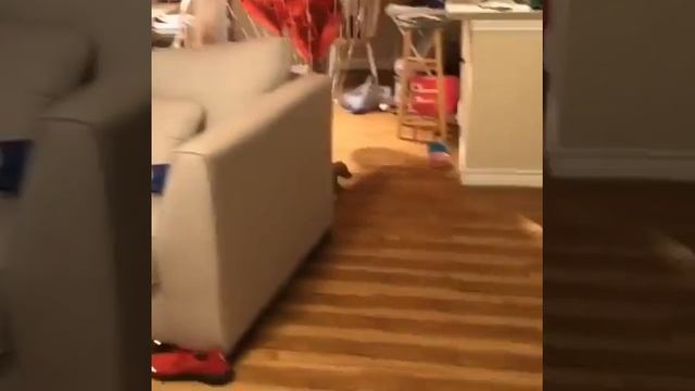 День рождения Стефании Маликовой смотреть онлайн