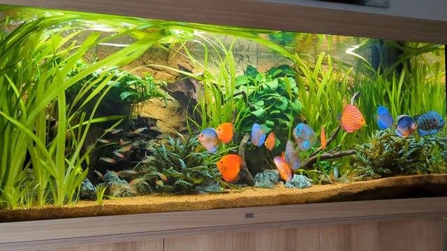 Juwel Rio 450 - Stendker Diskus Update смотреть онлайн