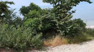 ПЛЯЖИ БУХТА ИНАЛ ОТДЫХ НА ЧЁРНОМ МОРЕ АВТОКЕМПИНГ И ГОЛУБЫЕ ГРЯЗИ ГДЕ ОСТАНОВИТЬСЯ НА ОТДЫХ БЖИД