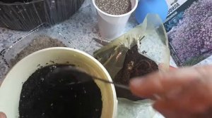 Гипсофила многолетняя. Идеальна для срезки. Садим корневищем.