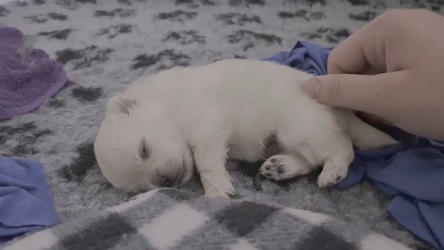 ЩЕНОК ШПИЦА ОТКРЫЛ ГЛАЗА! ПОЗНАЕМ ОКРУЖАЮЩИЙ МИР смотреть онлайн