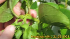 Хурма: цветение, опыление, обзор прививок и завязи