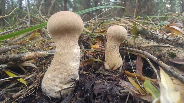 Purchawka Fiolowata, Czasznica Workowata (Lycoperdon Excipuliforme) Jaworzno