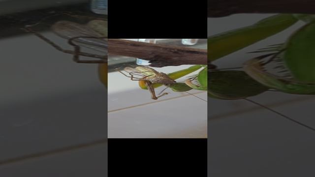 Богомол и кузнечик смотреть онлайн