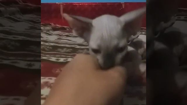 Котята бамбино. Дата рождения 18.07.18 смотреть онлайн