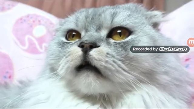 Смотрел видео смотреть онлайн