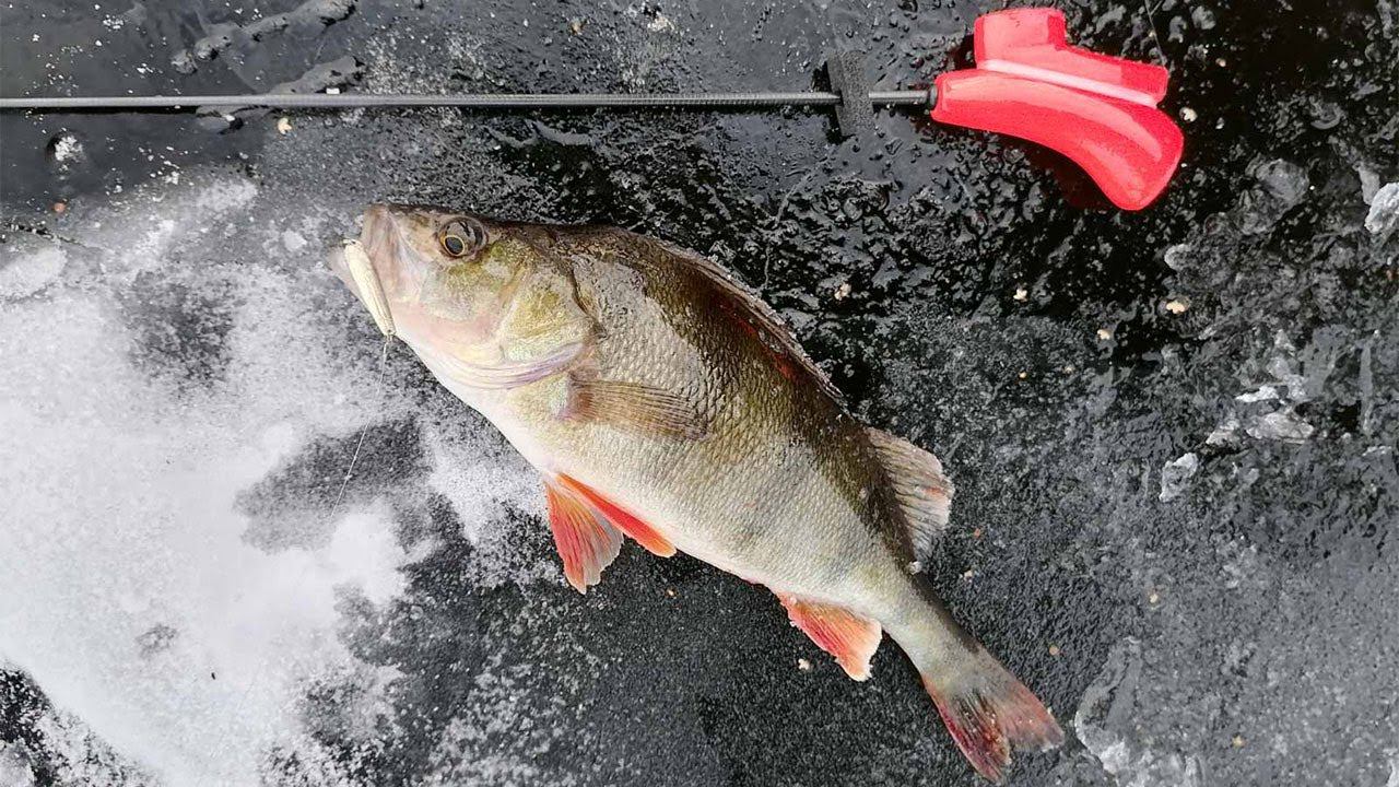 Окуни перволедья. Озеро Салай. Зимний сезон открыт! смотреть онлайн