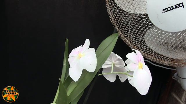 Miltoniopsis vexillaria - 24 Hours After Pollination смотреть онлайн