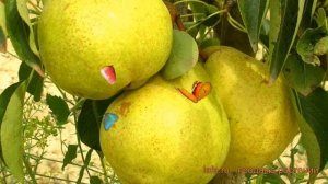 Груша плодовая Полюшко (pyrus communis polyushko) ? Полюшко обзор: как сажать, саженцы груши Полюшк