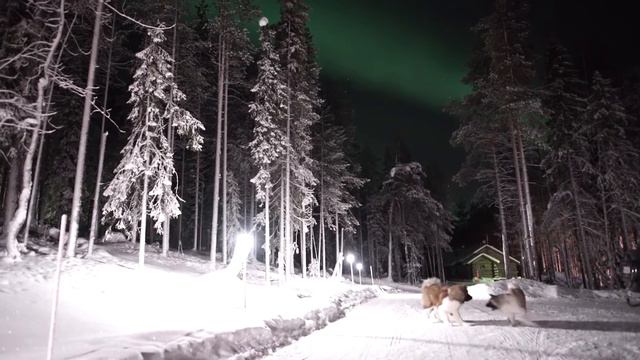 American Akitas playing under Aurora Borealis смотреть онлайн