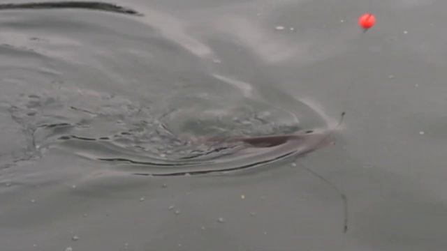 Рыбалка на Форель. смотреть онлайн