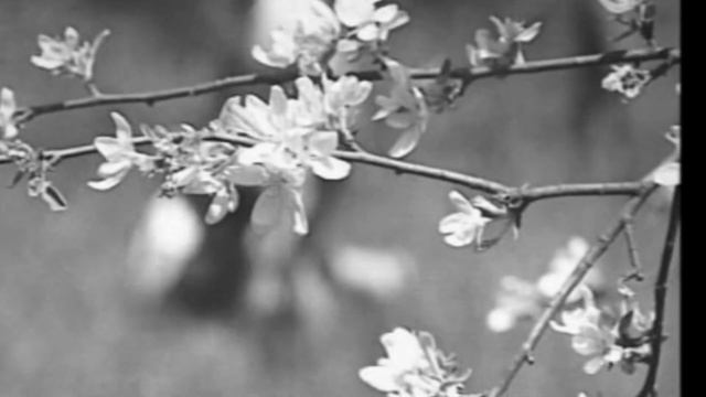 26 02 2020 Песня остается с человеком Шериева 39 34 смотреть онлайн