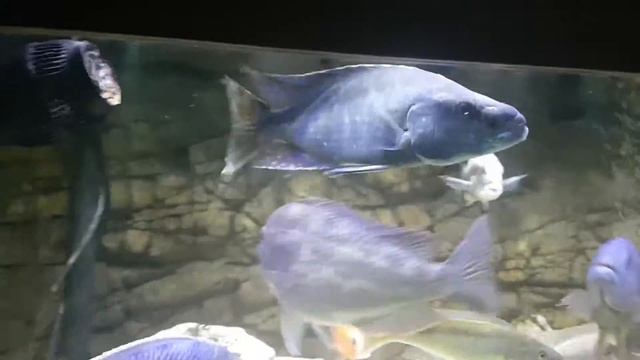 Champsochromis Spilorhynchus and Tyrannochromis Nigriventer смотреть онлайн