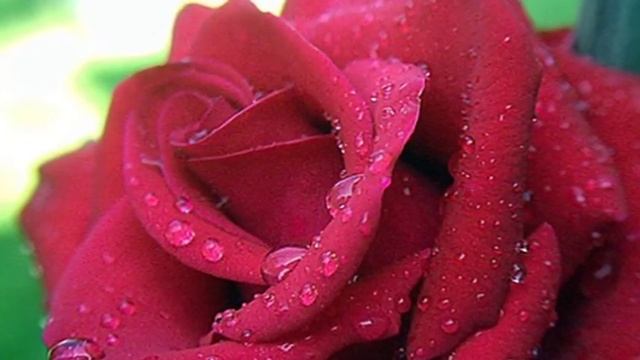 Million Scarlet Roses (Alla Pugacheva ) смотреть онлайн