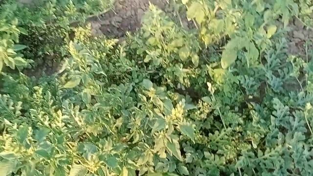 Арбуз АУ Продюсер пвп| Прирост арбуза за 5 дней. смотреть онлайн