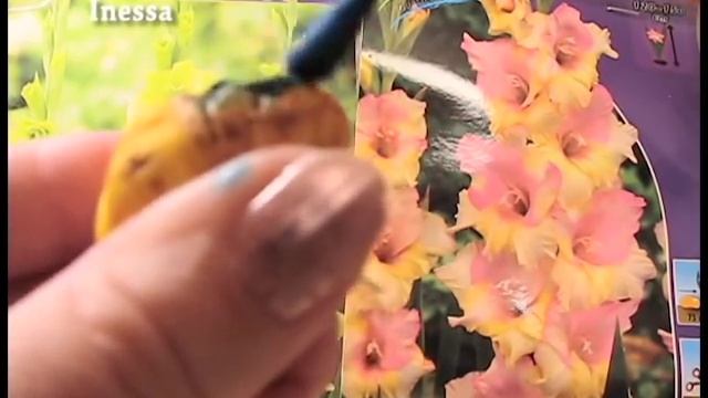 Купили гладиолусы в марте. Что с ними делать. Gladiolus. смотреть онлайн