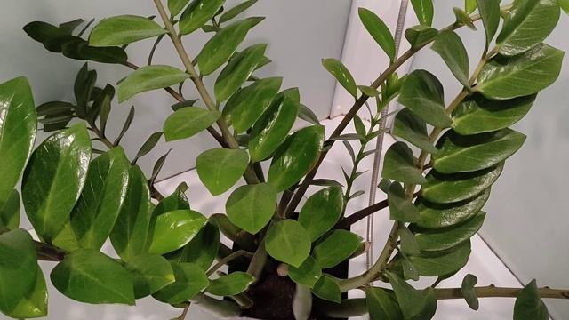 Горячий Душ для Долларового Дерева смотреть онлайн