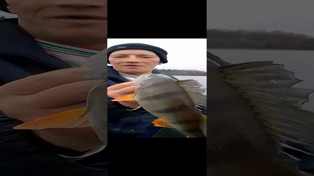 Большой окунь смотреть онлайн