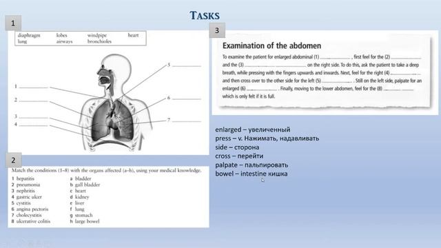 Lesson 6 Abdomen Chest смотреть онлайн