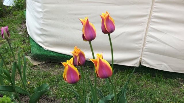 Тюльпаны, сорта которых рекомендую всем. Часть 1 смотреть онлайн