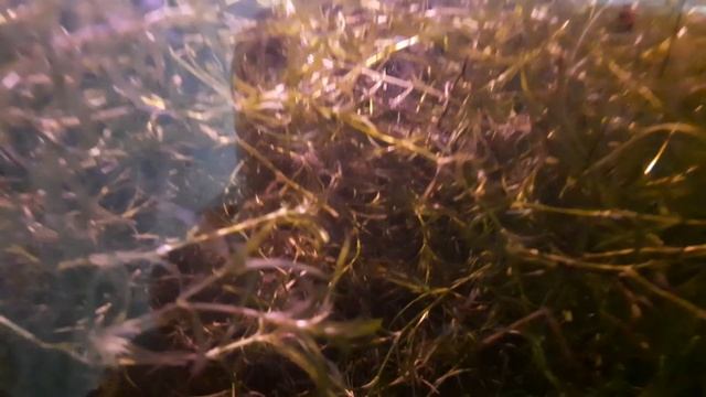 разрослась наяда смотреть онлайн