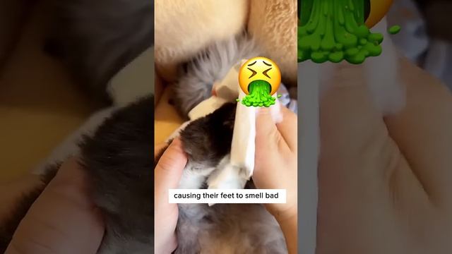 No More Crusty Paws ? смотреть онлайн