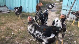 Ливенские ситцевые куры. Цыплята 4 месяца.