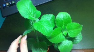 Плектрантус (Комнатная мята) Уход 2 часть