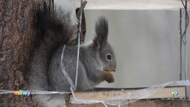 Белочка и синичка смотреть онлайн