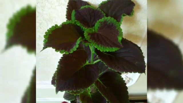 Menim otaq gullerim. Hisse.2🌿🌱🌴 Мои комнатные растения 🌿🌿🌿 Часть 2 смотреть онлайн