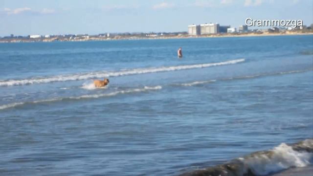 Собака и море.Собака в первый раз увидела море и бросилась купаться. смотреть онлайн